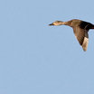 Mottled Duck